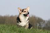 CORGI PEMBROKE 1256